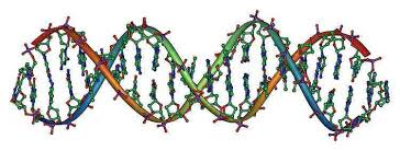 dna